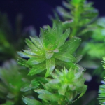 植栽から3日目　アナカリス